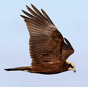 Western Marsh Harrier