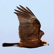 Western Marsh Harrier