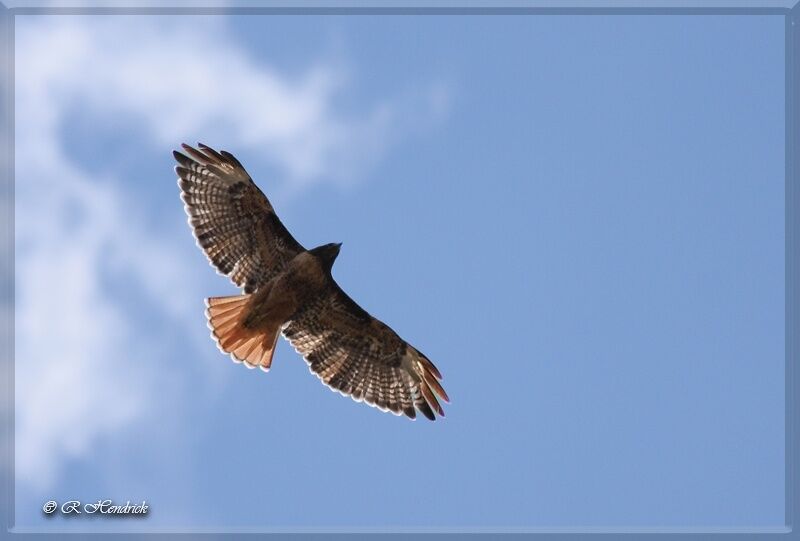 Red-tailed Hawk