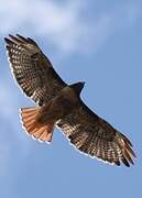 Red-tailed Hawk