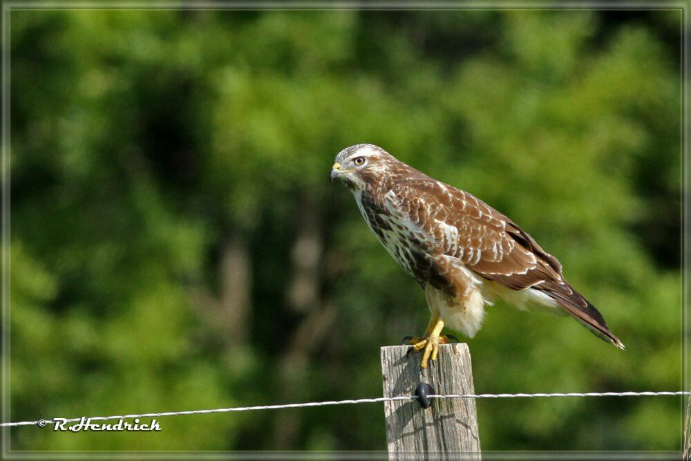 Common Buzzard