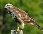 Buse variable