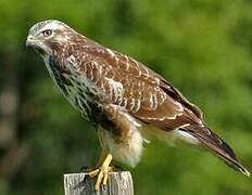 Common Buzzard