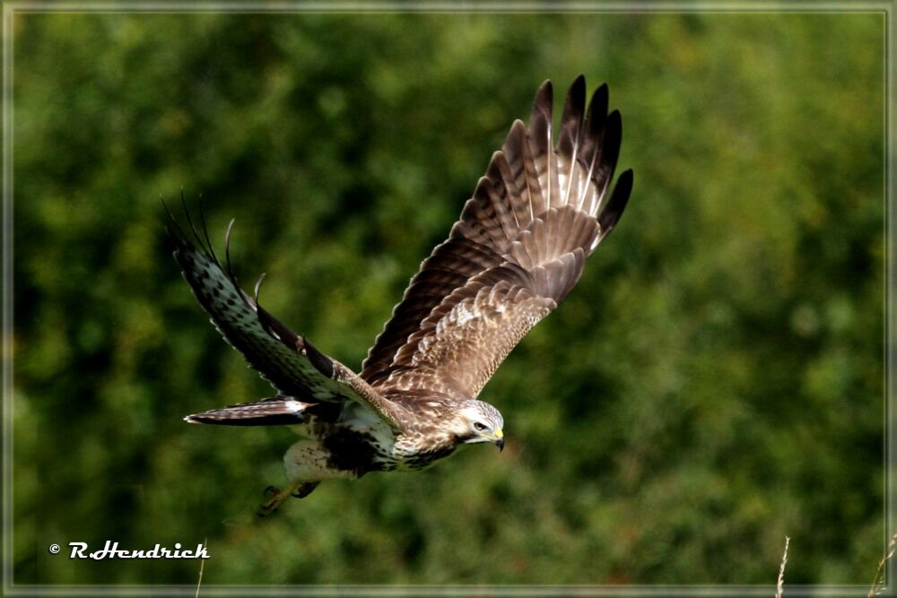 Buse variable