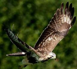 Buse variable