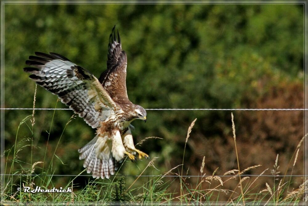 Common Buzzard