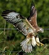 Common Buzzard