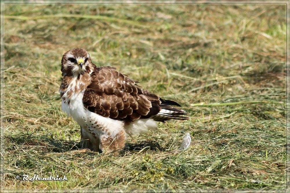 Buse variable