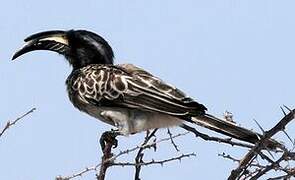 African Grey Hornbill