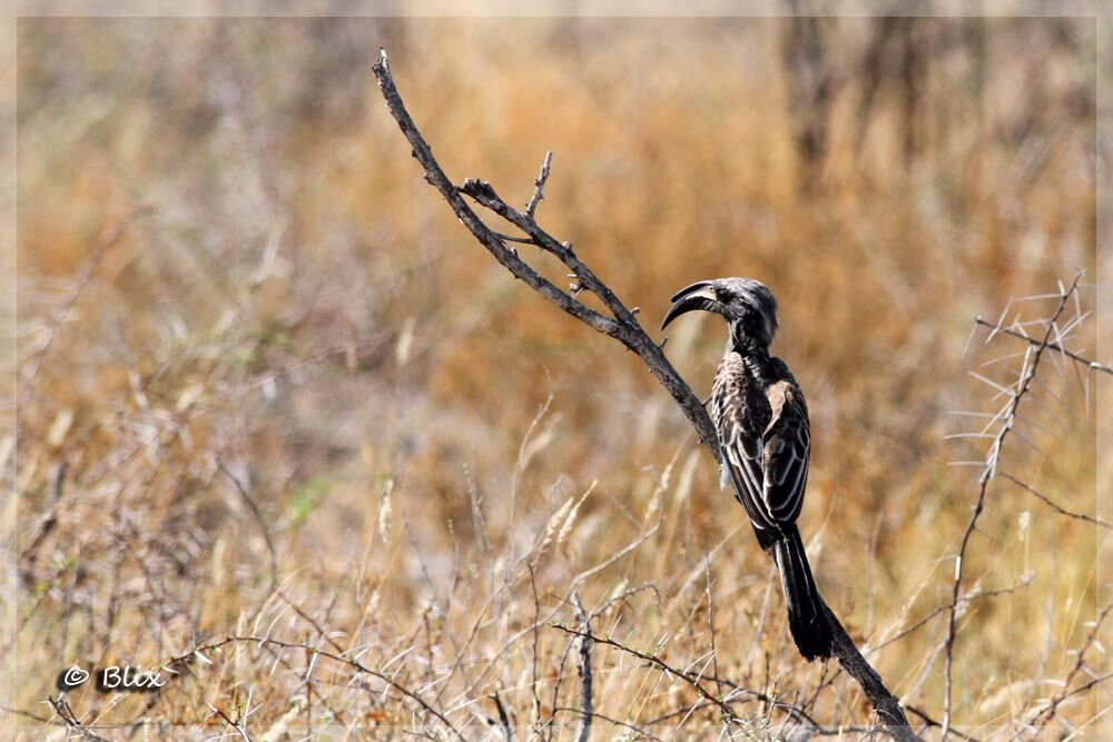 African Grey Hornbill