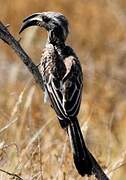 African Grey Hornbill