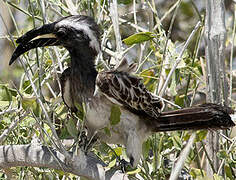 African Grey Hornbill