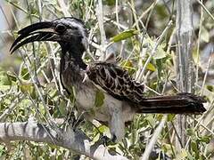 African Grey Hornbill