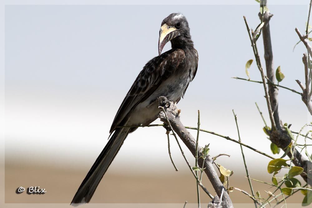 African Grey Hornbill