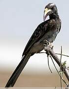 African Grey Hornbill