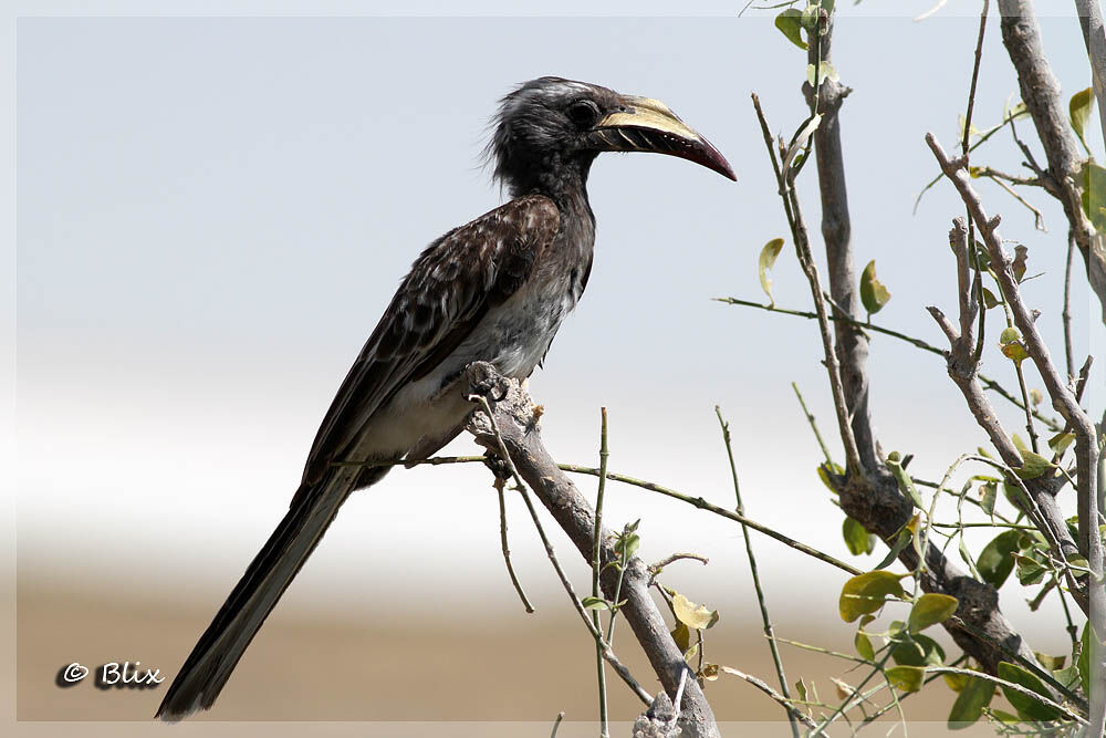 African Grey Hornbill