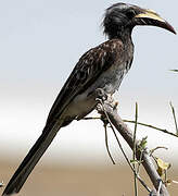 African Grey Hornbill