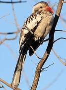 Damara Red-billed Hornbill