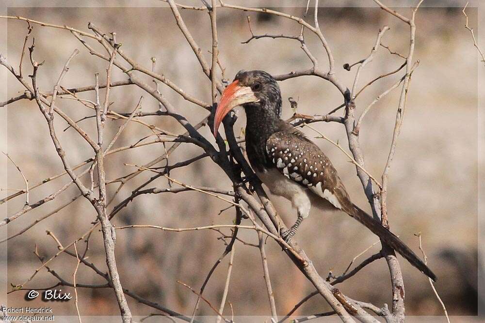 Monteiro's Hornbill male adult, identification