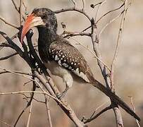 Monteiro's Hornbill