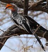 Southern Yellow-billed Hornbill