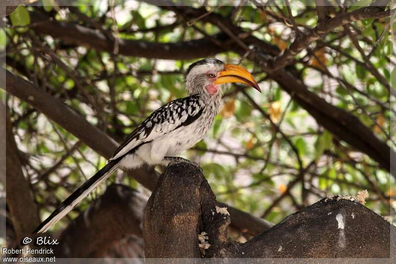 Southern Yellow-billed Hornbill male adult, identification