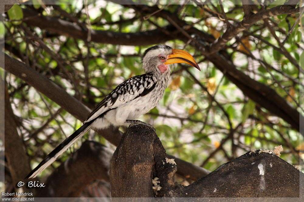 Calao leucomèle mâle adulte, identification