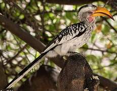 Southern Yellow-billed Hornbill