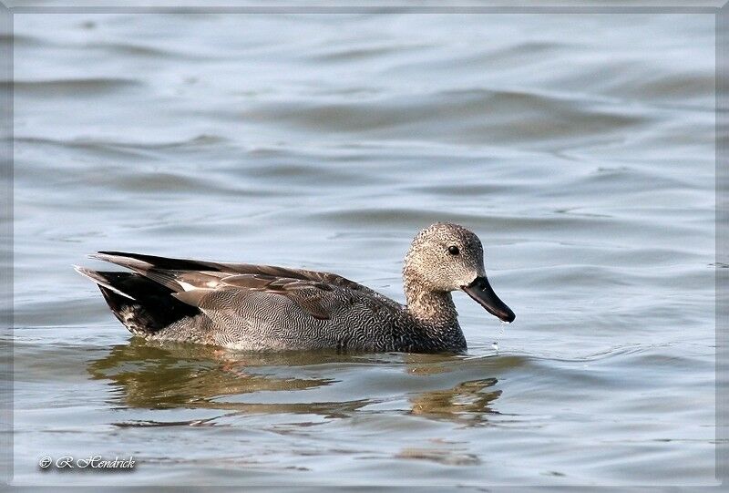 Gadwall, identification