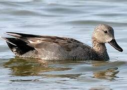 Gadwall