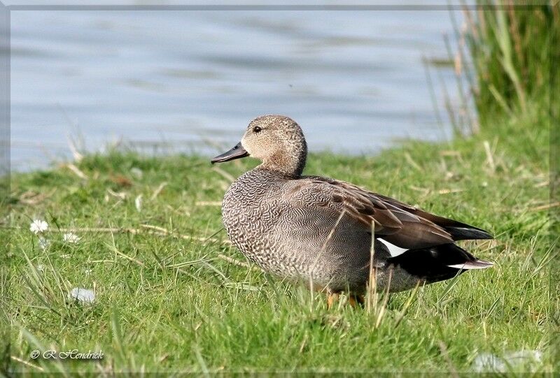 Canard chipeau, identification