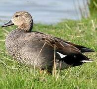 Gadwall