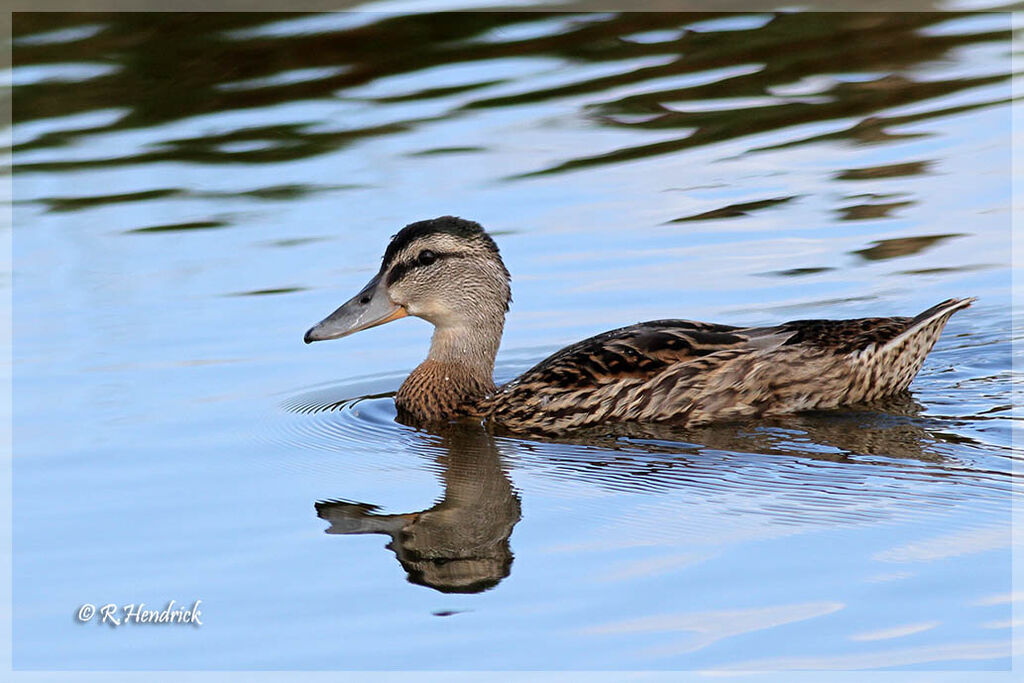 Gadwall