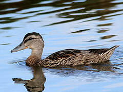 Canard chipeau