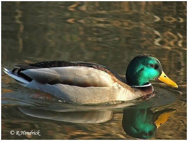 Mallard