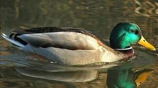 Canard colvert