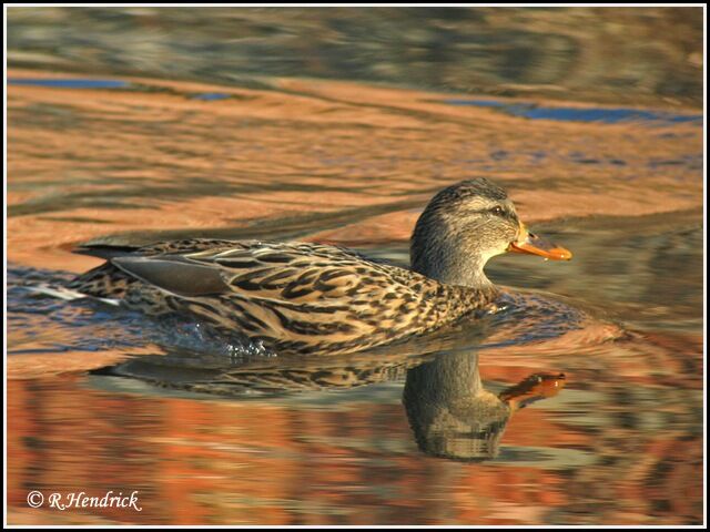 Canard colvert