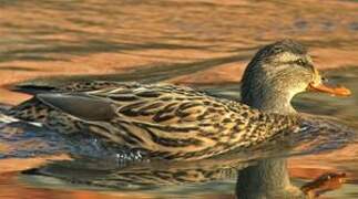 Canard colvert