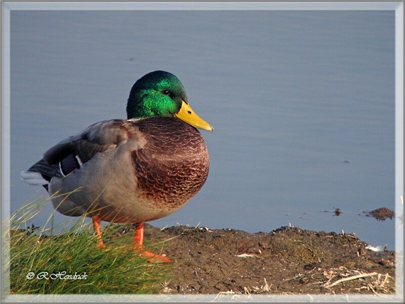 Canard colvert