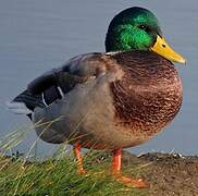 Mallard