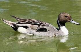 Northern Pintail