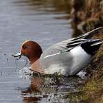 Canard siffleur