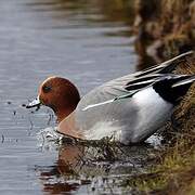 Eurasian Wigeon