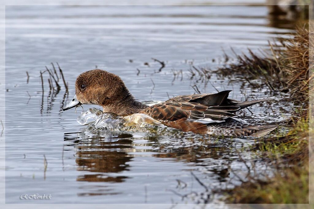 Canard siffleur