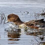 Canard siffleur