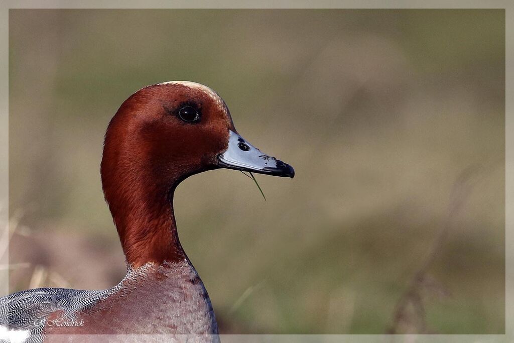 Canard siffleur