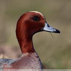 Canard siffleur