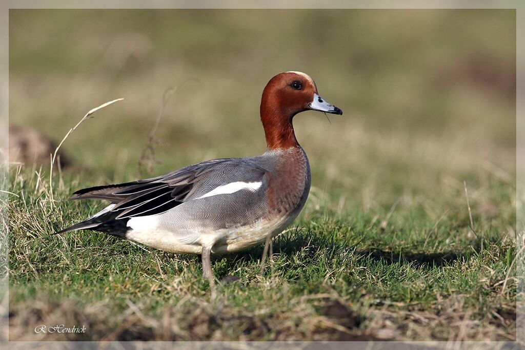 Canard siffleur