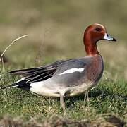 Eurasian Wigeon