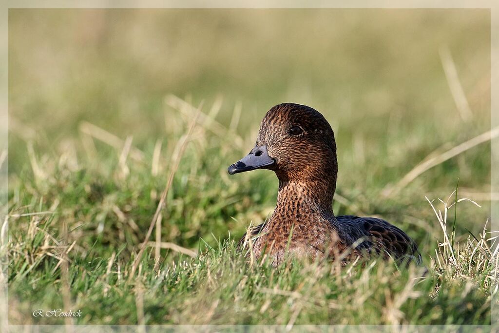 Canard siffleur